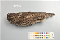 藏品(領角鴞)的圖片